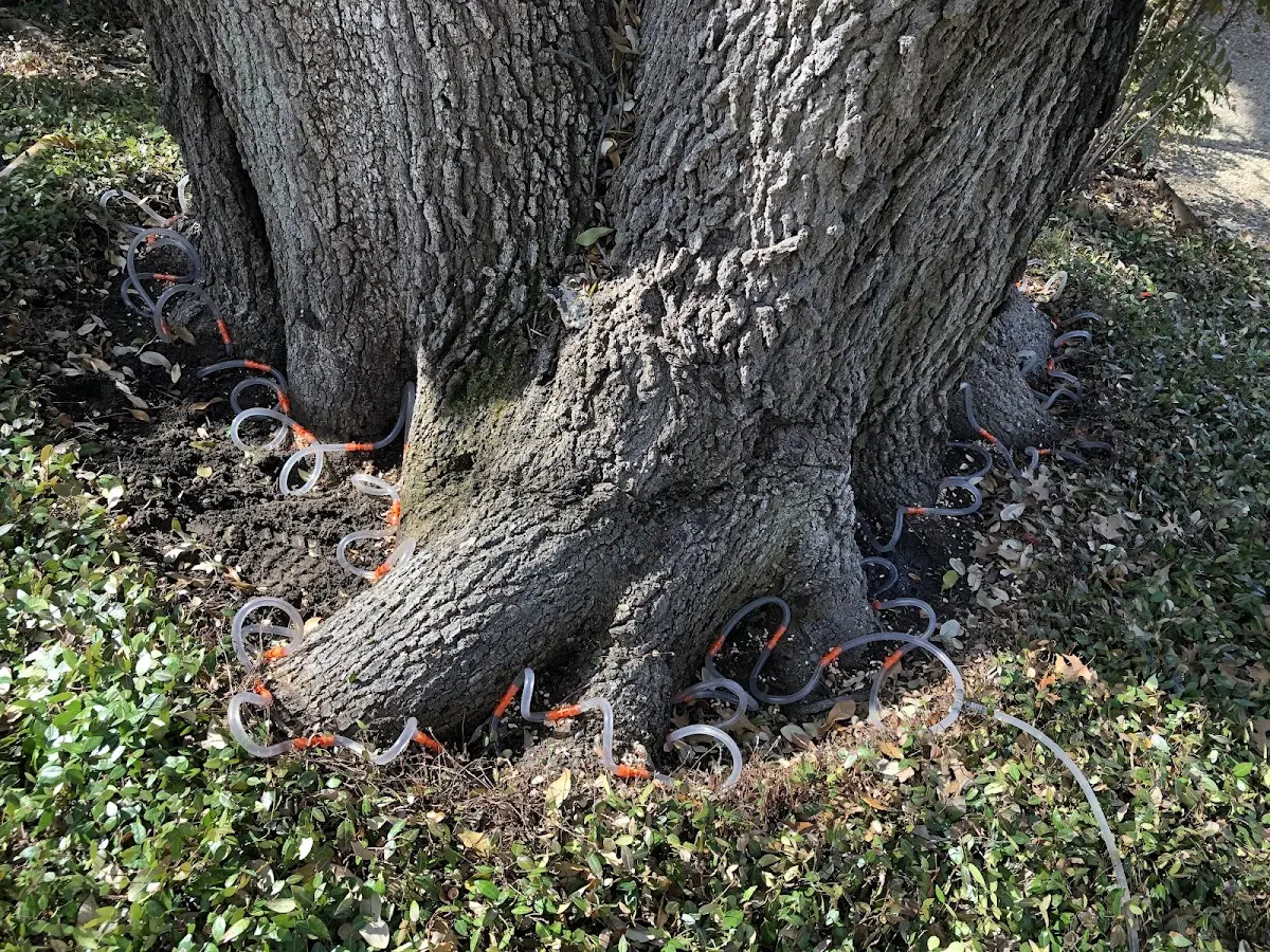 Detailed Tree Cabling and Bracing job site in Amanda